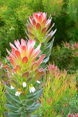 1042-Reis Zuid-Afrika2007